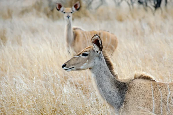 Kobieta kudu — Zdjęcie stockowe
