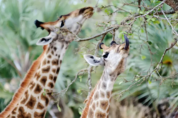 Majestoso Girafa — Fotografia de Stock