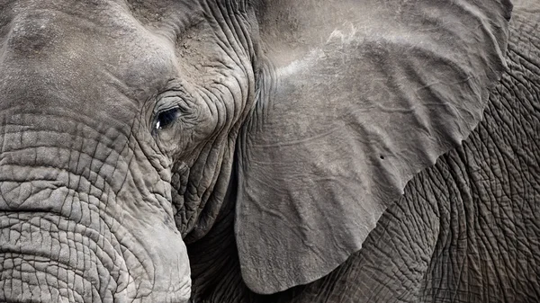 Närbild elefant ansikte — Stockfoto