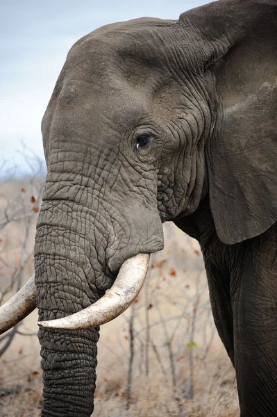 Gamla manliga elefant — Stockfoto