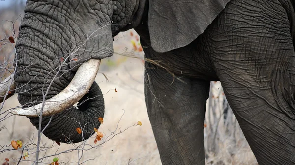 Elephant Tusków — Zdjęcie stockowe
