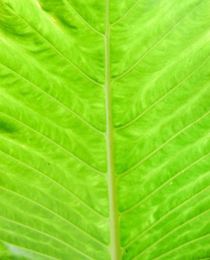 yakın ve kişisel kadar yaprak