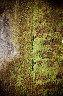 Moss duvar arka plan dokusu