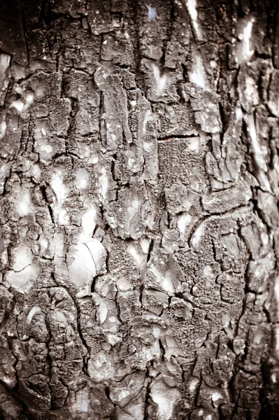 Corteza de árbol — Foto de Stock