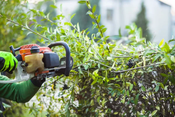 Stříhání živého plotu s powertools — Stock fotografie