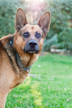 Alman çoban köpeği