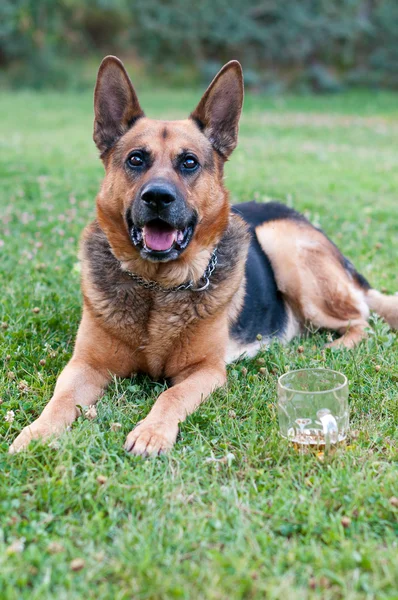 German shepherd — Stock Photo, Image