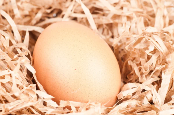 Egg in a nest — Stock Photo, Image