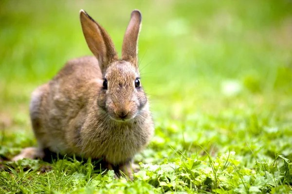 Wildkaninchen — Stockfoto