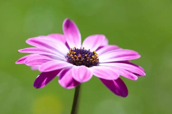 Purple Osteospermum, african daisy — Stock Photo, Image