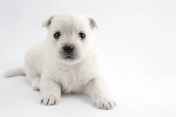 Cachorrinho adorável — Fotografia de Stock