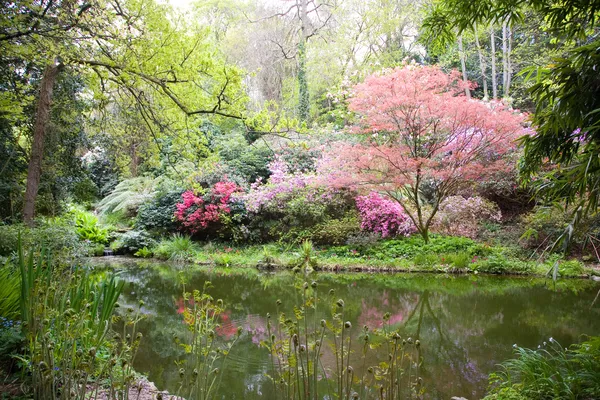 Bloeiende bomen in de aard — Stockfoto