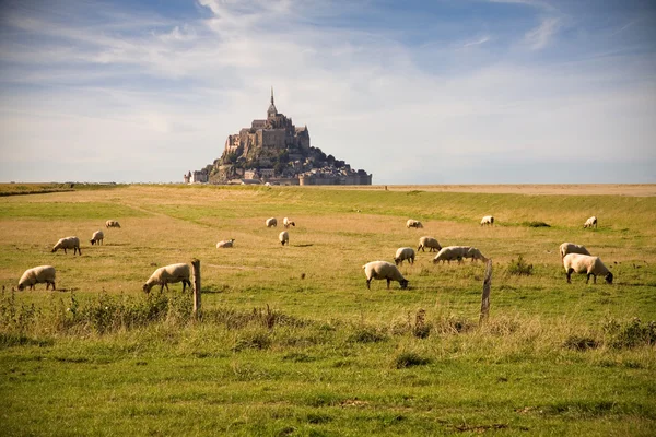 Le mont-saint-michel ve koyunlar — Stok fotoğraf