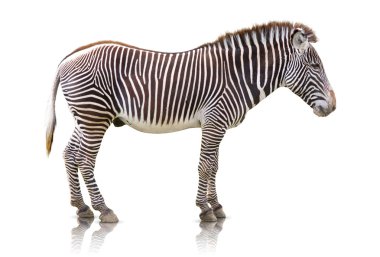 izole zebra