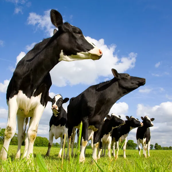 Holstein krávy — Stock fotografie