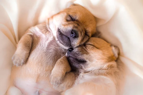 甘い夢の中で一緒に眠る新生児の子犬 — ストック写真