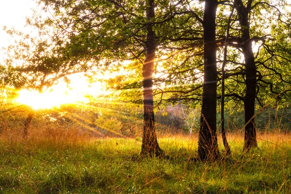 Rayos Luz Solar Bosque Verde — Foto de Stock