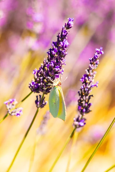 Lavender Flowers Butterfly Garden Close — Stock Photo, Image