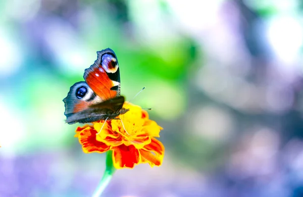 Farfalla Pavone Europeo Tagete Sfondo Viola — Foto Stock