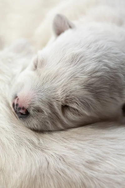 Beyaz Yeni Doğmuş Köpek Yavrusu Uyuyor — Stok fotoğraf