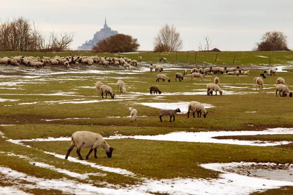 Sheeps Eating Grass Mont Saint Michel Background Normandy France — Stock Photo, Image