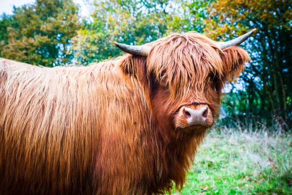 Schotse Highland Koe Natuur Herfst — Stockfoto