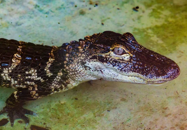 Two Young American Alligator Basking — стокове фото