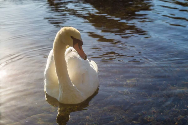 Cygne Blanc Sur Lac — Photo