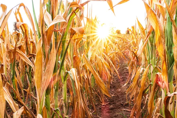 Parched Corn Field 2022 Summer — Stock Photo, Image