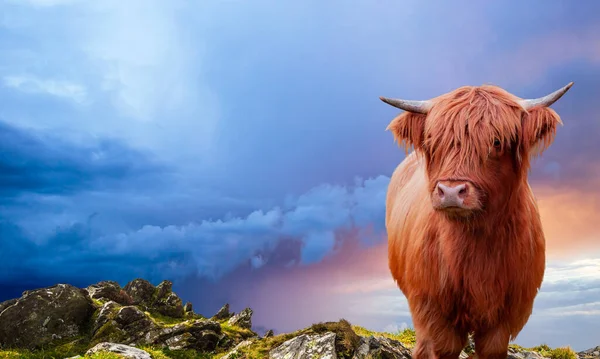 苏格兰高地奶牛在燃烧的天空上的肖像 带有复制空间 — 图库照片