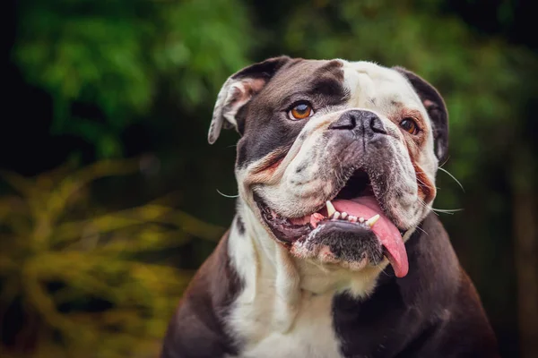 Adorabile Olde Bulldogge Inglese Natura — Foto Stock