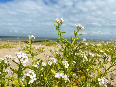 Cadzand, Hollanda sahilindeki bitki örtüsü.