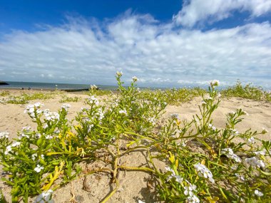 Cadzand, Hollanda sahilindeki bitki örtüsü.