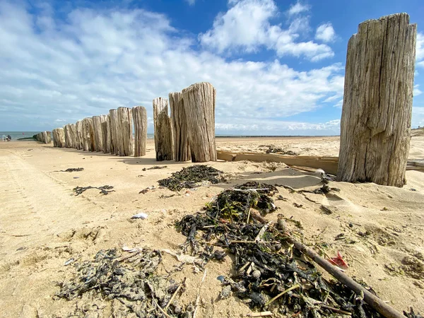 Ξύλινοι Στύλοι Στην Παραλία Για Σπάσει Κύματα Στο Cadzand Ολλανδία — Φωτογραφία Αρχείου