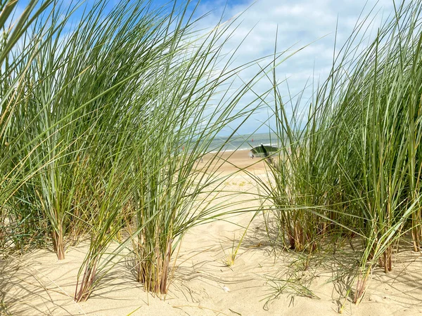 Vegitação Longo Praia Cadzand Países Baixos — Fotografia de Stock