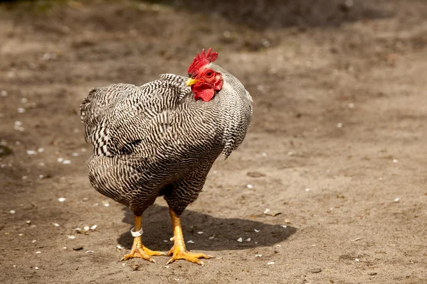 Pollo — Foto de Stock