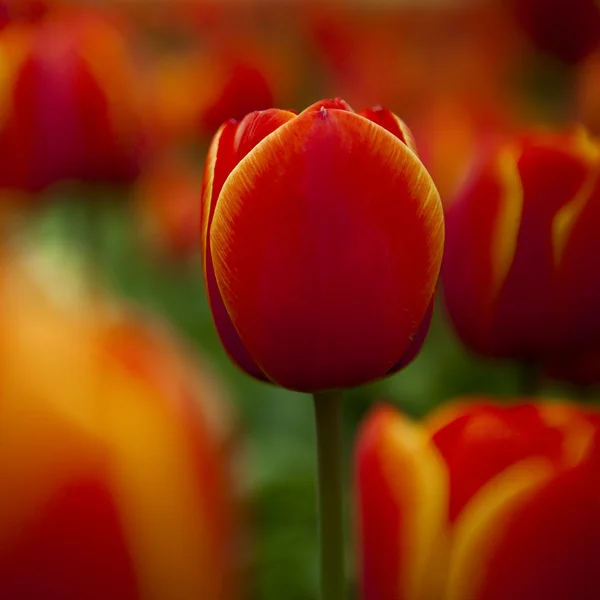 Kleurrijke tulpen — Stockfoto