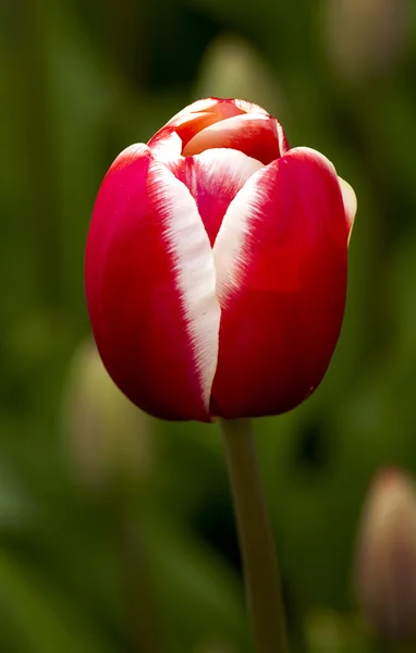 Tulipanes —  Fotos de Stock