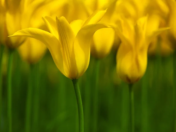 Yellow Tulips — Stock Photo, Image