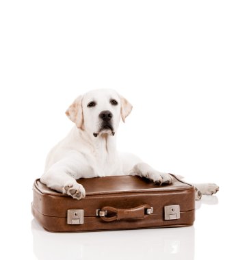 bir çanta ile köpek