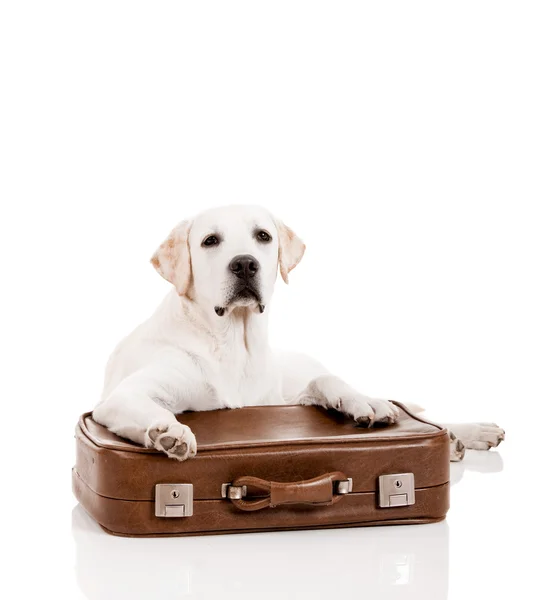 Cane con una valigia — Foto Stock