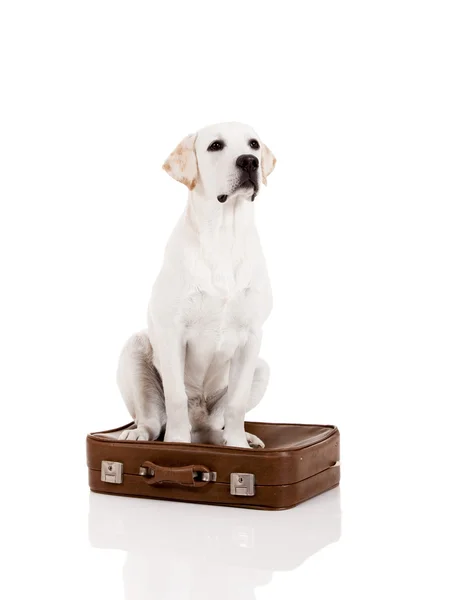 Hond met een koffer — Stockfoto