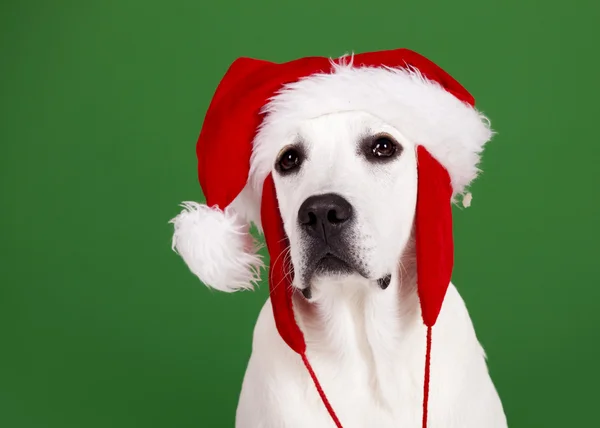 Cão Natal — Fotografia de Stock