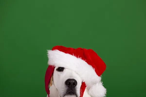 Cão Natal — Fotografia de Stock