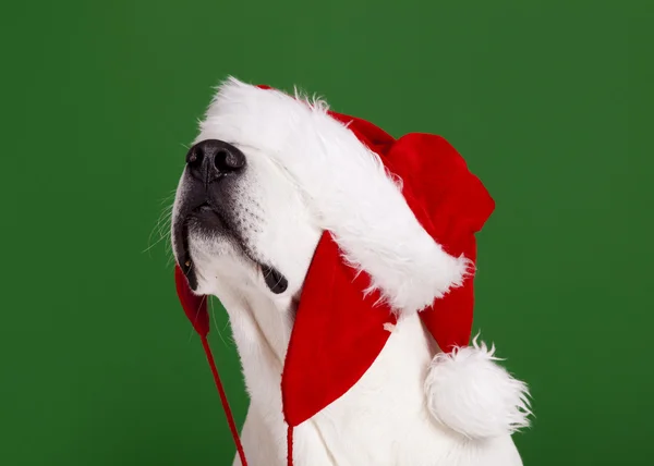 Cão Natal — Fotografia de Stock