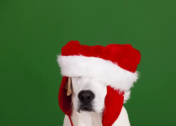 Perro de Navidad — Foto de Stock