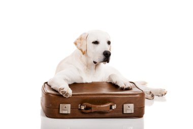 bir çanta ile köpek