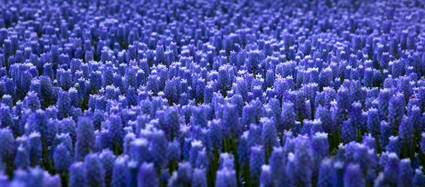 Muscari armeniacum —  Fotos de Stock