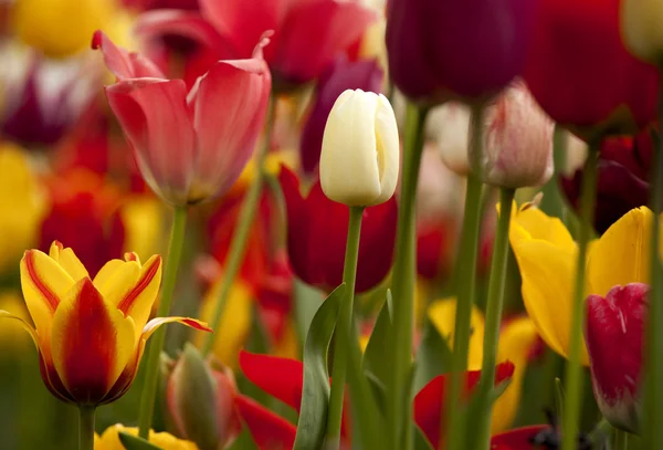 Tulips — Stock Photo, Image