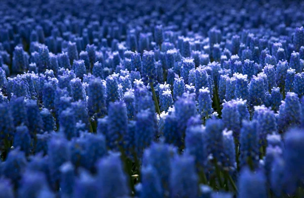 Muscari armeniacum —  Fotos de Stock